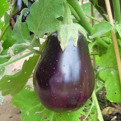 بذر بادمجان قلمی