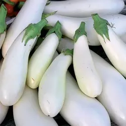 بذر بادمجان کاسپر