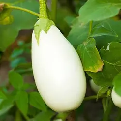 بذر بادمجان کاسپر