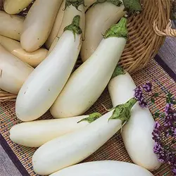 بذر بادمجان کاسپر