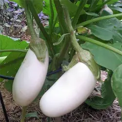 بذر بادمجان کاسپر