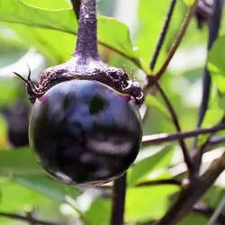 بذر بادمجان گرد مشکی ژاپنی