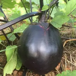 بذر بادمجان گرد مشکی ژاپنی