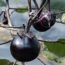 بذر بادمجان گرد مشکی ژاپنی