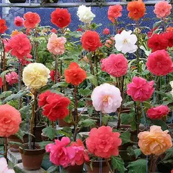 بذر بگونیا میکس