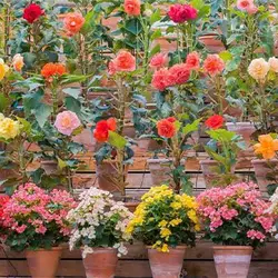 بذر بگونیا میکس