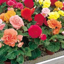 بذر بگونیا میکس