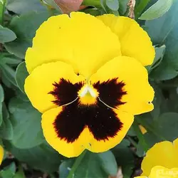 بذر بنفشه زرد خالدار