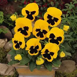 بذر بنفشه زرد خالدار