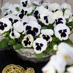 بذر بنفشه سفید خالدار