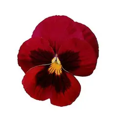 بذر بنفشه قرمز خالدار