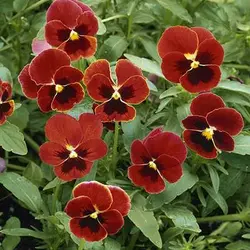 بذر بنفشه قرمز خالدار