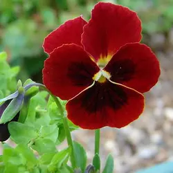 بذر بنفشه قرمز خالدار