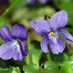 بذر بنفشه معطر