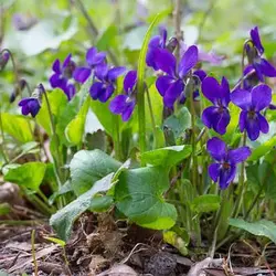 بذر بنفشه معطر