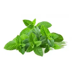 بذر پونه پنی رویال