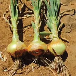بذر پیاز زرد شیرین