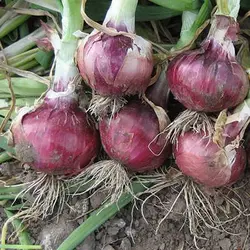 بذر پیاز قرمز بورگوندی