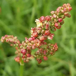 بذر ترشک (رومکس)