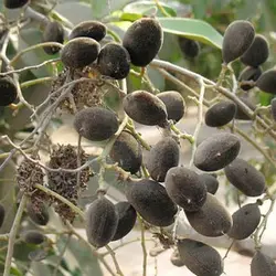 بذر تمبر هندی مخملی