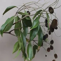 بذر تمبر هندی مخملی