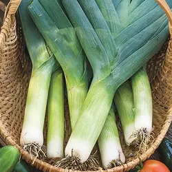 بذر تره فرنگی پا کوتاه