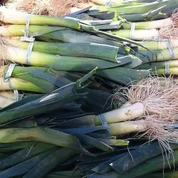 بذر تره فرنگی پا کوتاه