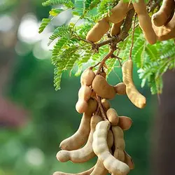 بذر تمر هندی