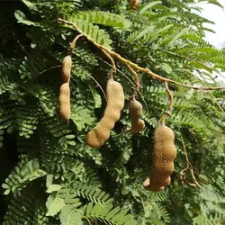 بذر تمر هندی