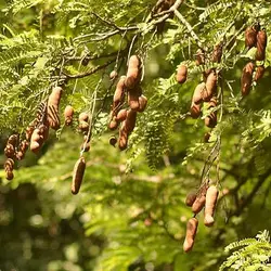 بذر تمر هندی