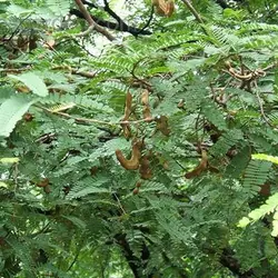 بذر تمر هندی