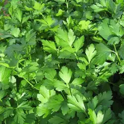 بذر جعفری ایرانی