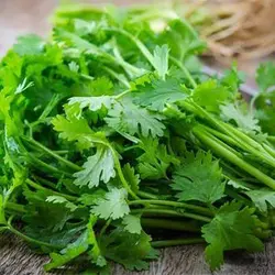 بذر جعفری ایرانی