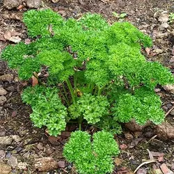 بذر جعفری پیچ