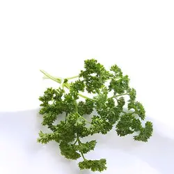 بذر جعفری پیچ