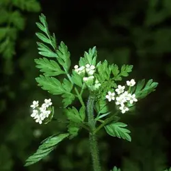 بذر جعفری فرنگی