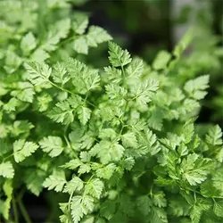 بذر جعفری فرنگی