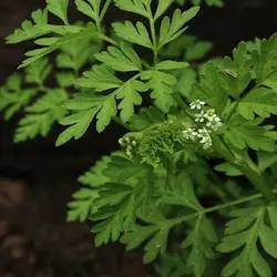 بذر جعفری فرنگی