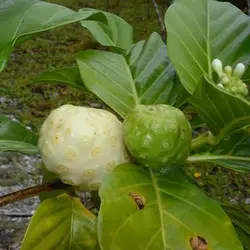 بذر توت هندی