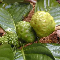 بذر توت هندی