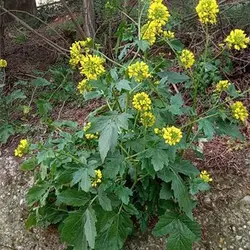 بذر خردل زراعی