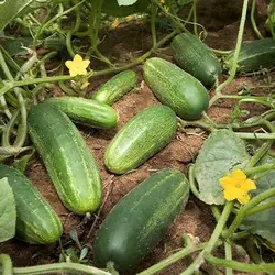 بذر خیار جالیز اصفهان (غیر درختی)