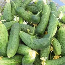 بذر خیار سبز معطر خاردار هیبرید