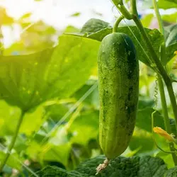بذر خیار سبز معطر خاردار هیبرید