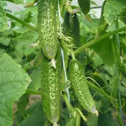 بذر خیار سبز معطر خاردار هیبرید