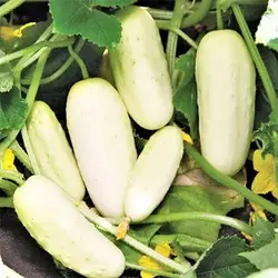 بذر خیار سفید معطر