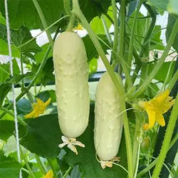 بذر خیار سفید معطر
