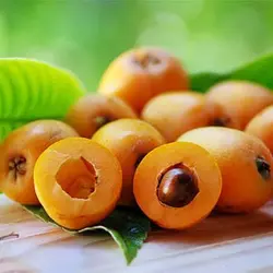 بذر درخت ازگیل ژاپنی