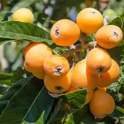 بذر درخت ازگیل ژاپنی