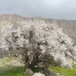 بذر درخت بادامک ( بادام کوهی)